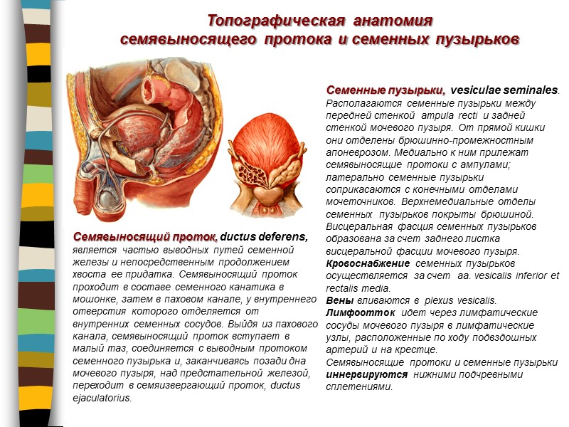 Топографическая анатомия  семявыносящего протока и семенных пузырьков Семявыносящий проток, ductus deferens, является частью